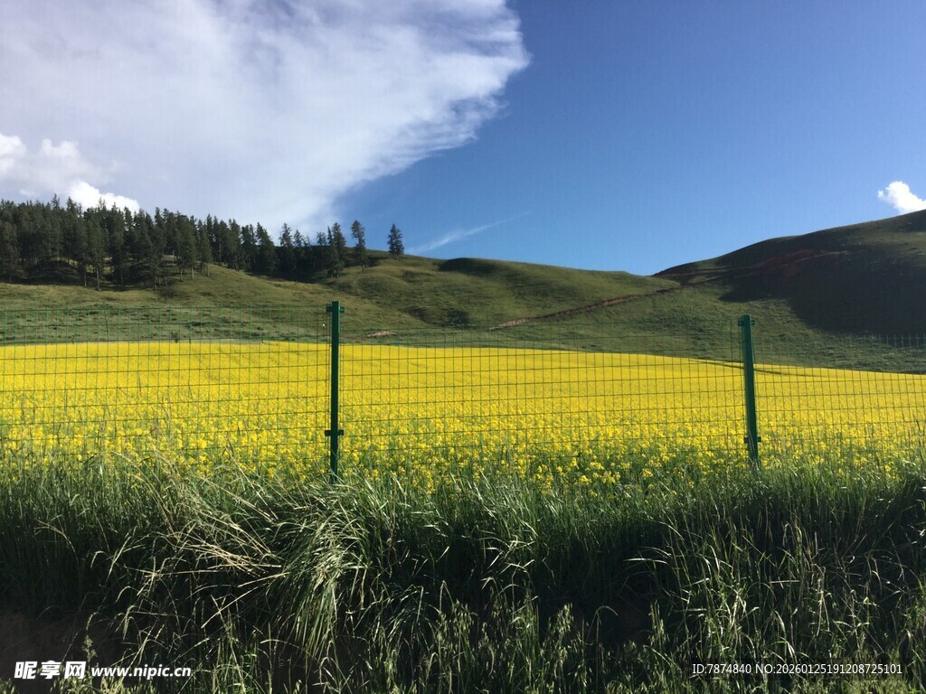 金黄花海与远山蓝天