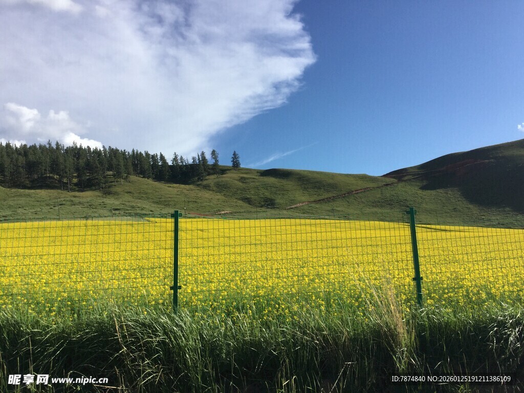 金黄田野与蓝天白云美景