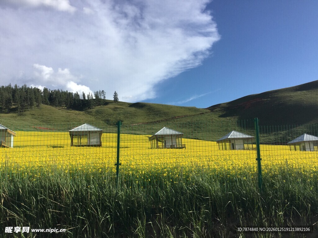 草原上的黄色花海与帐篷