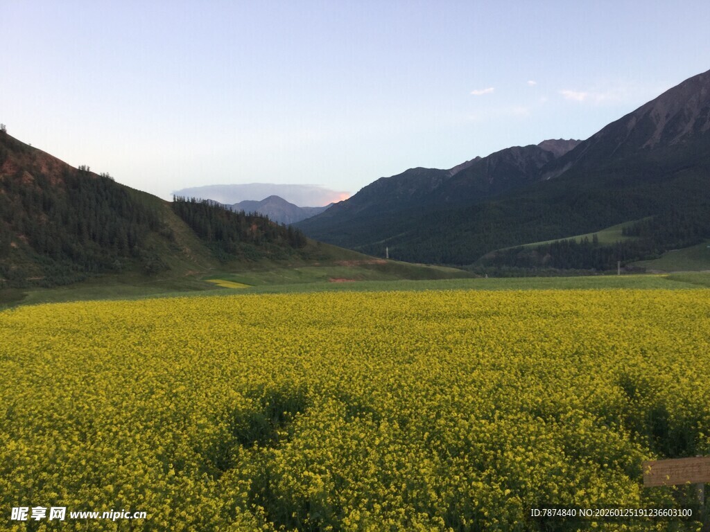 金黄油菜田与远山美景