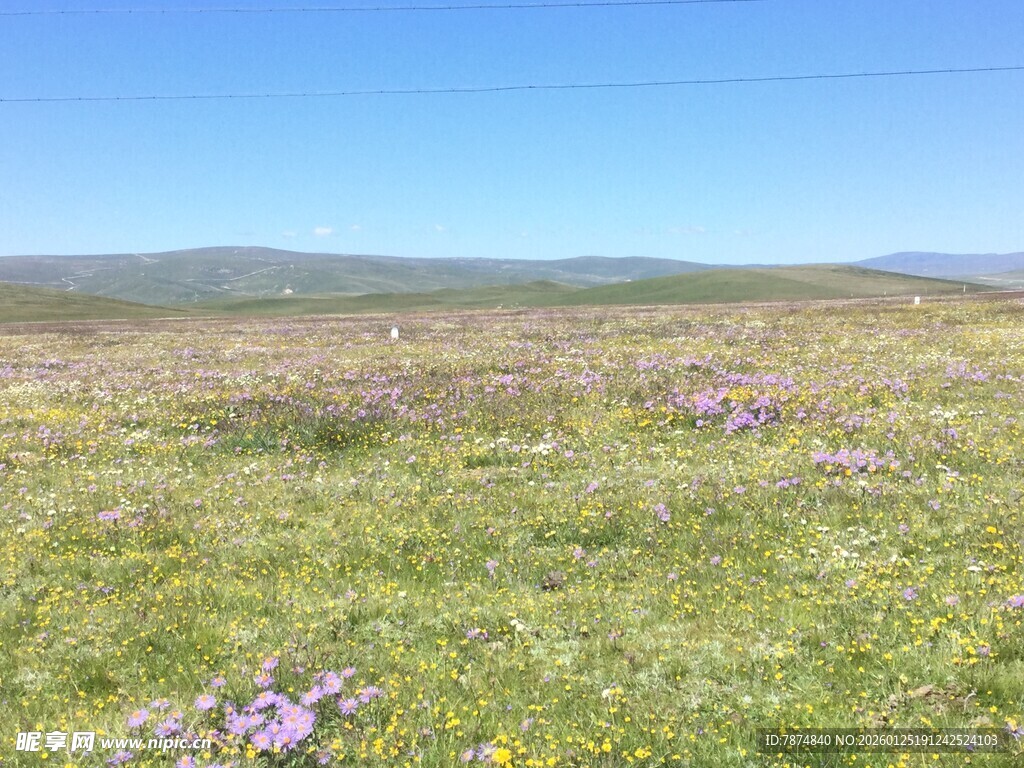 草原花海美景