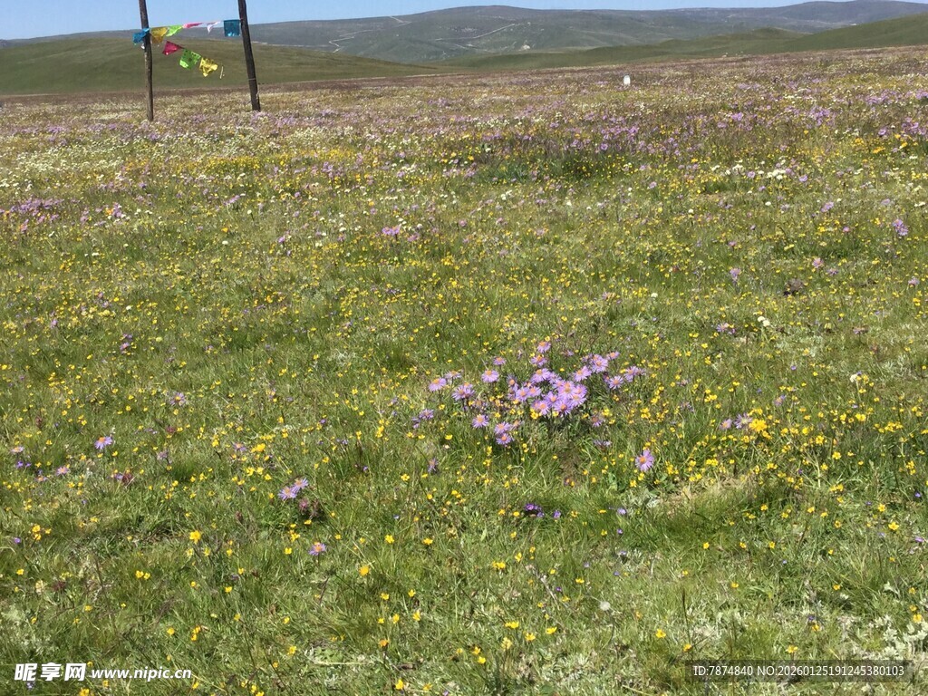 草原上绽放的紫色小花
