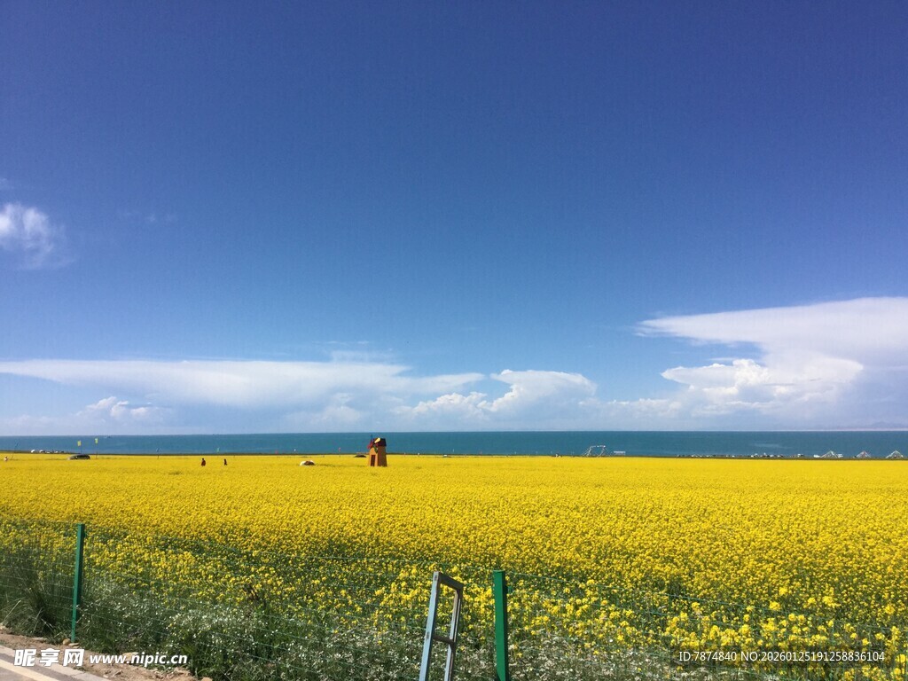 金黄油菜花海 蓝天美景