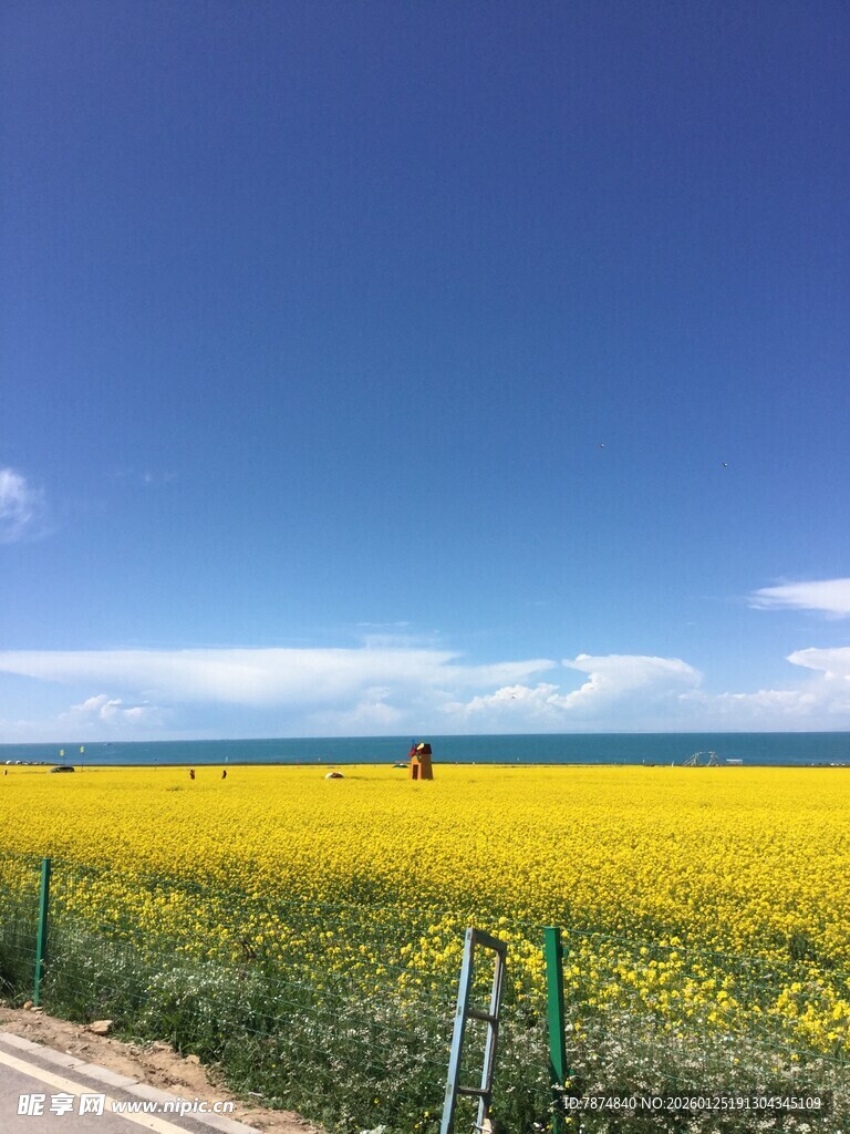 金黄花海旁的清新公路风景