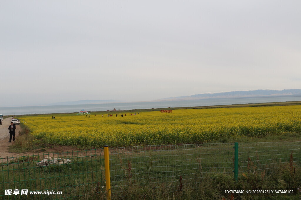 田野中的向日葵景观