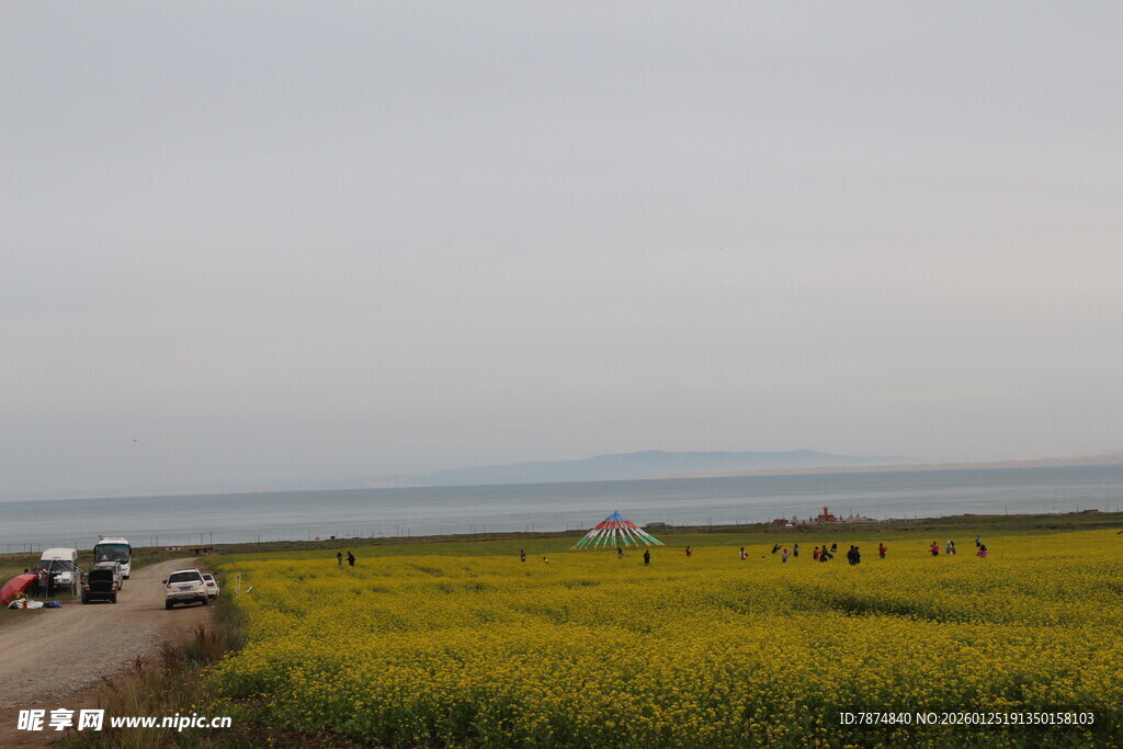 公路旁的大片黄色花田