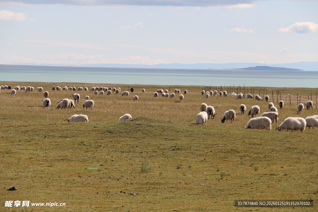 草原上的羊群