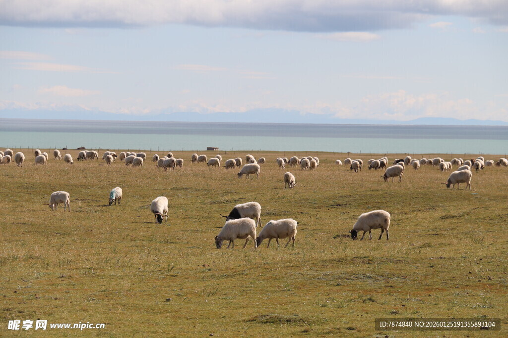 草原上的羊群