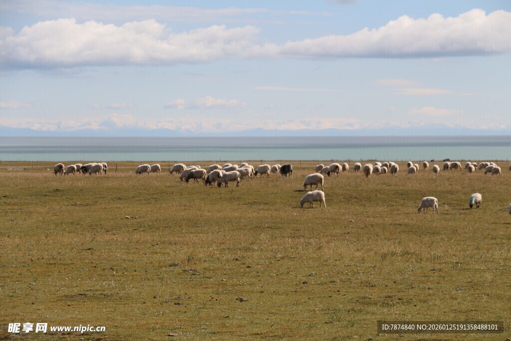 草原上的羊群