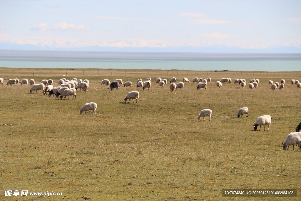 草原羊群与远处的水域
