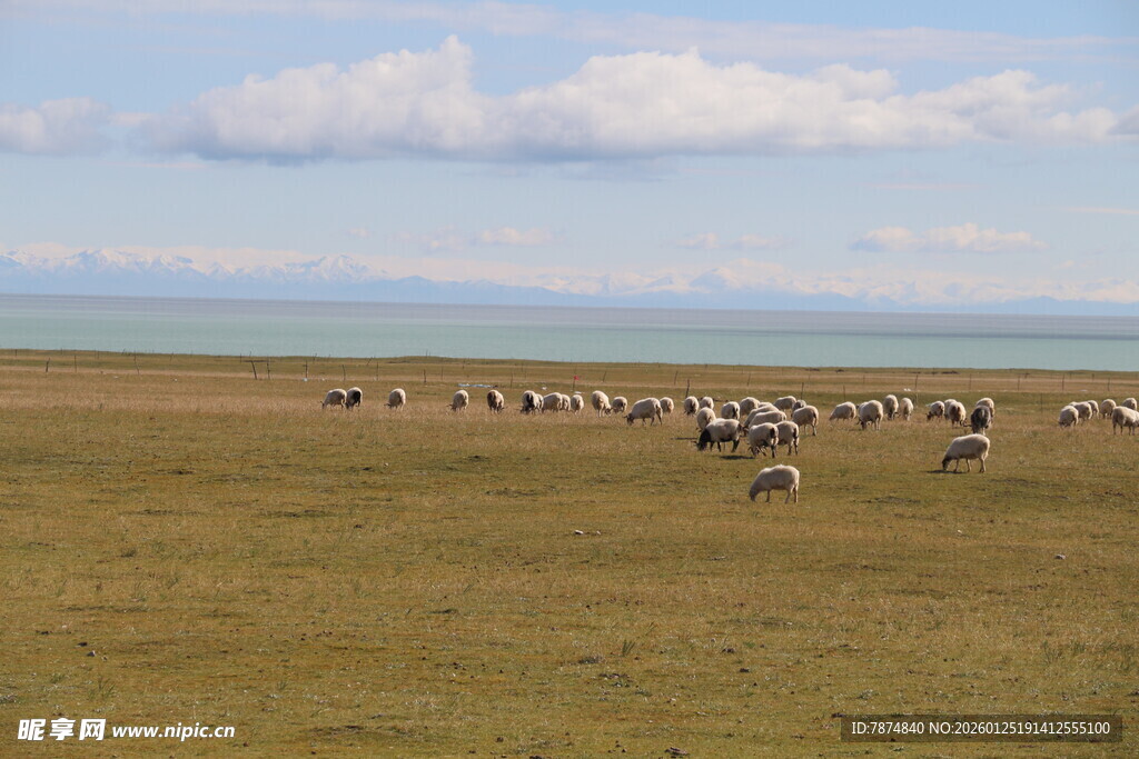 草原上的动物群