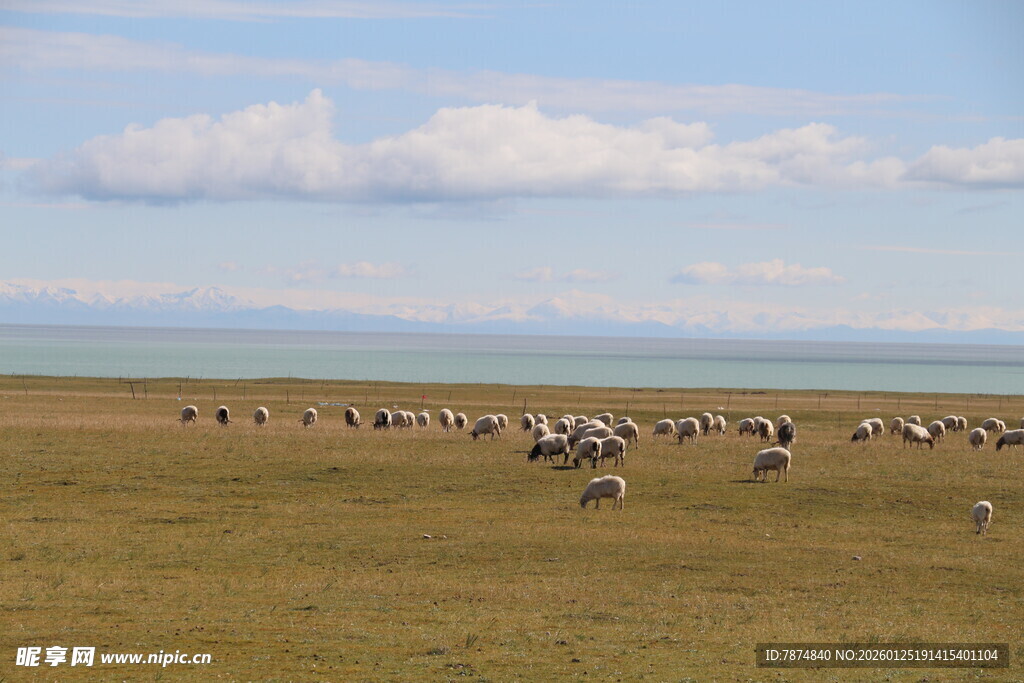 草原上的动物群