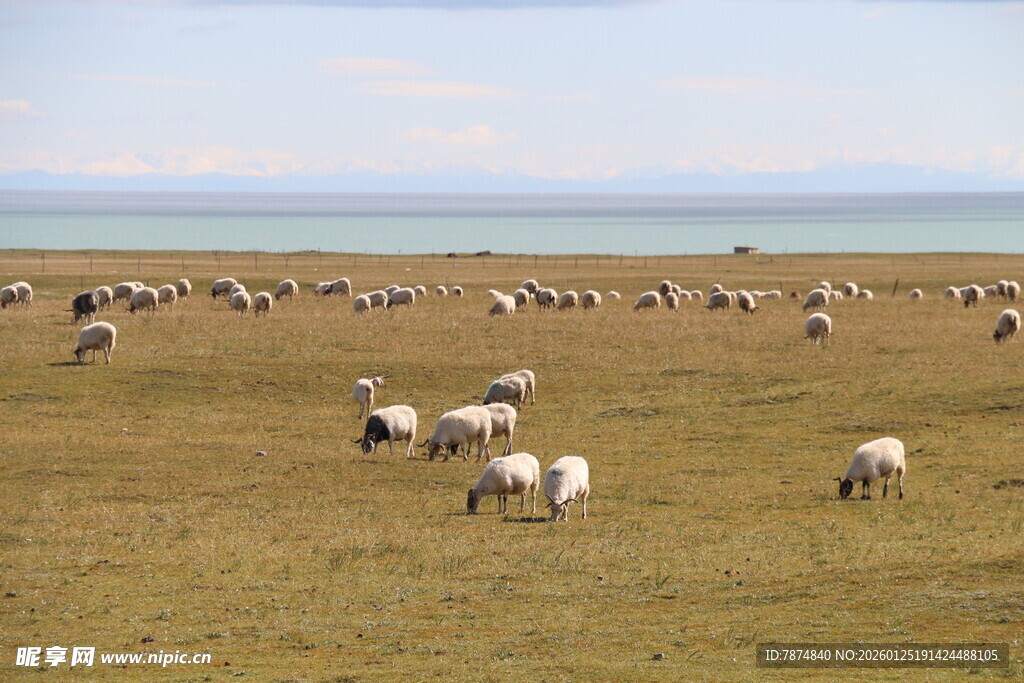 草原上的羊群