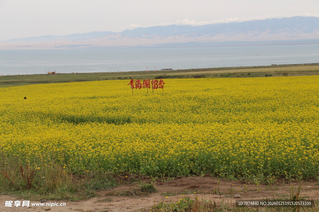 金黄油菜田与远处景观