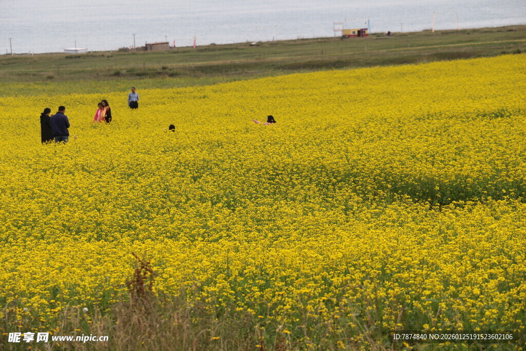 金黄油菜花海中的游人