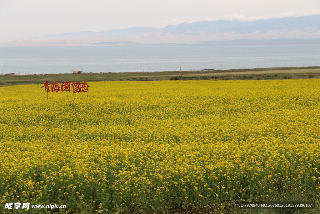 金黄油菜田中的红色装置