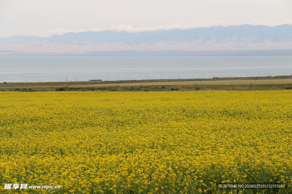 金黄油菜田与远处海景
