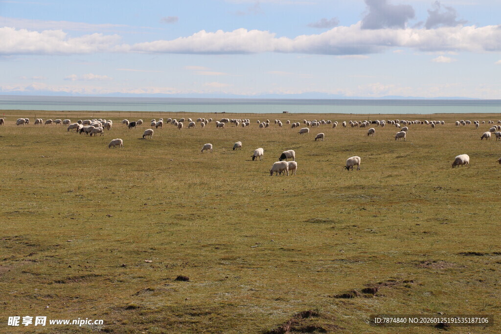 草原上的羊群