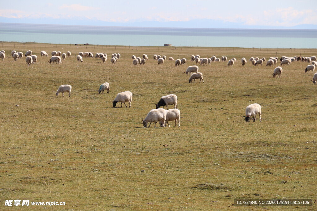 草原上的羊群