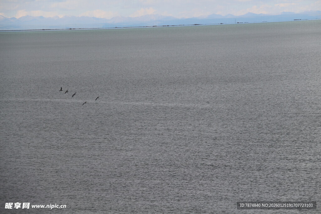 广袤田野上的稀疏飞鸟
