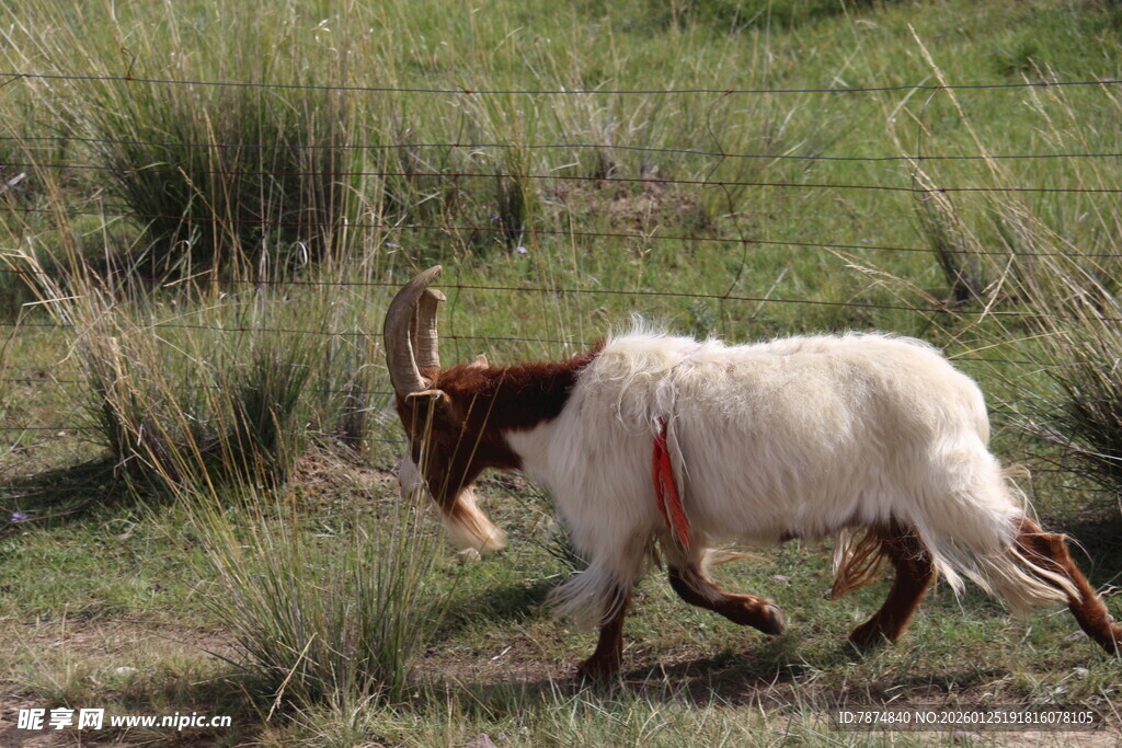 草原上行走的带角山羊