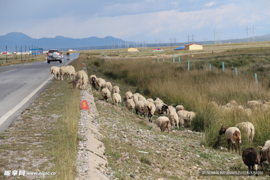 公路旁成群绵羊在吃草