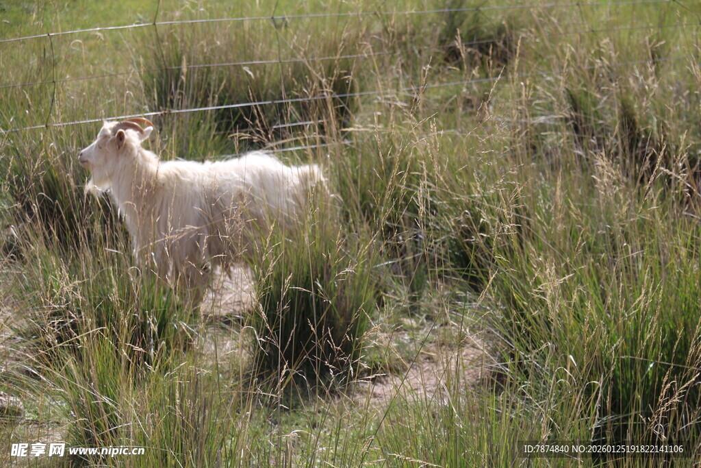 草地上的白色山羊