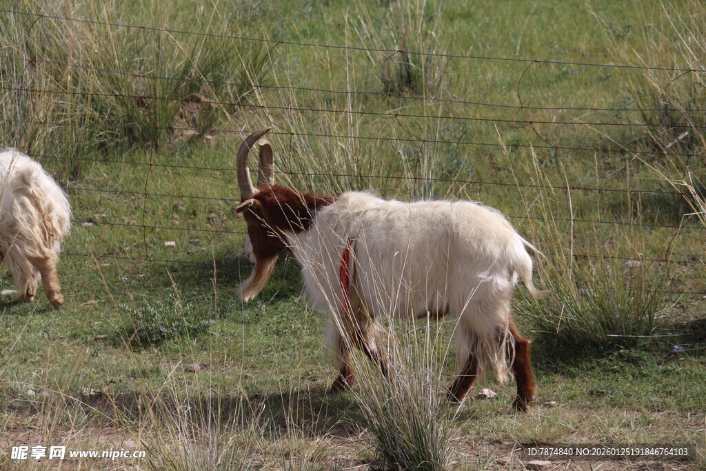草原上的山羊