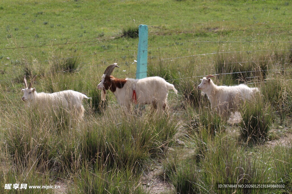 草原上的几只山羊