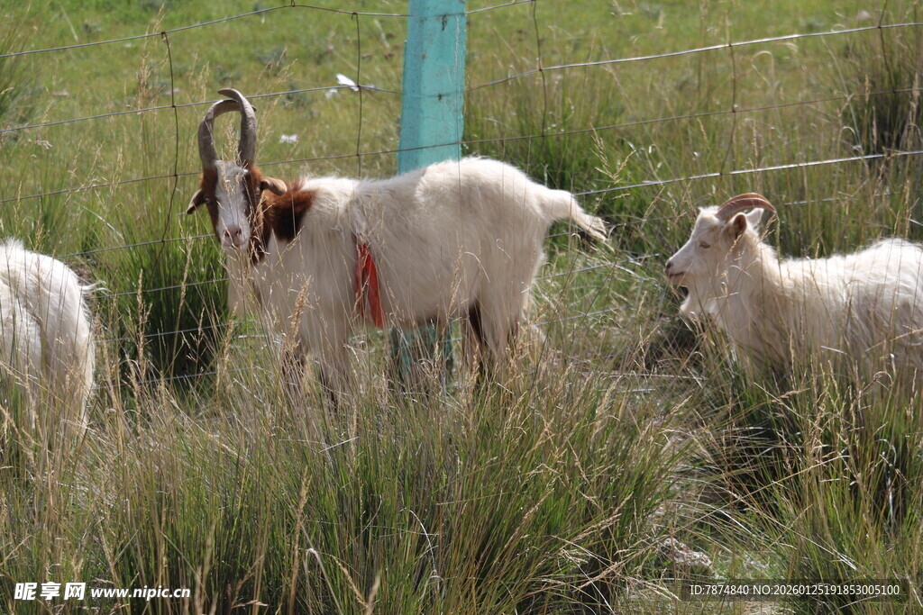 草地上的几只山羊