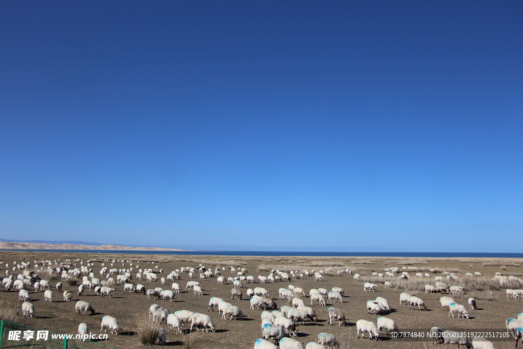草原羊群与蓝天美景