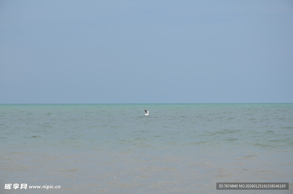 海边远景 水面上的孤独飞鸟