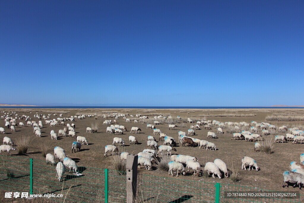 草原羊群放牧景象