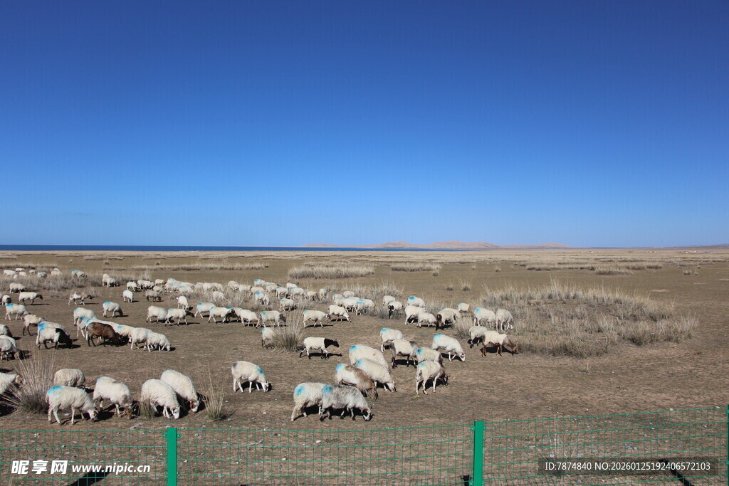 草原上的羊群