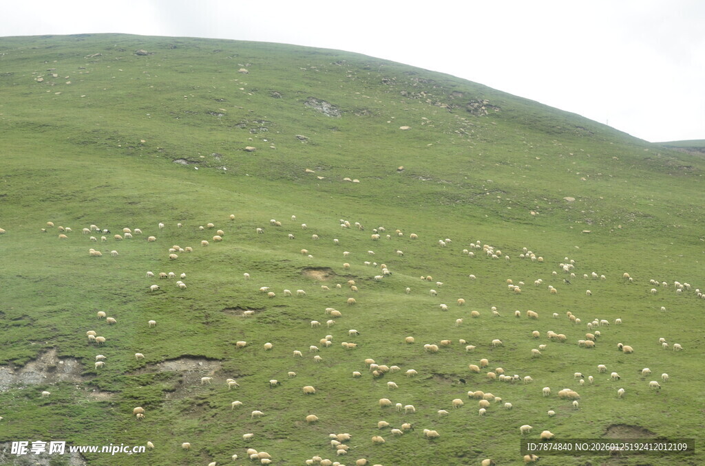 翠绿山坡上的零星小花