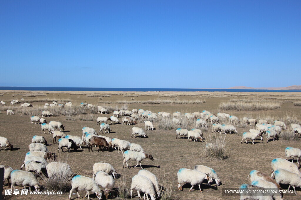 草原上的羊群
