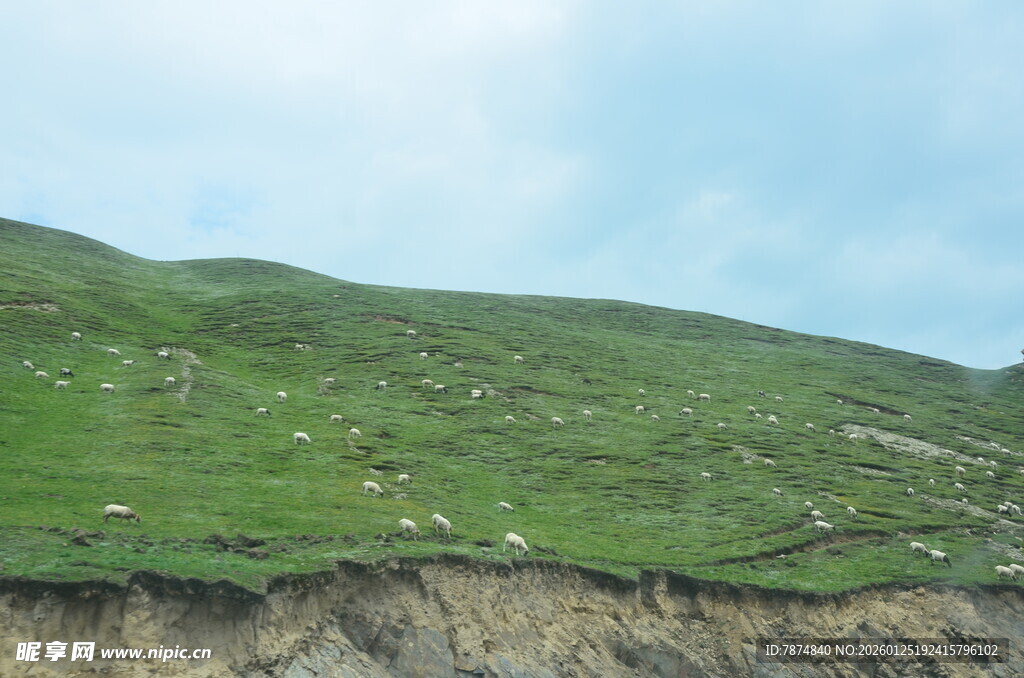 山坡绿草与裸露土层景观