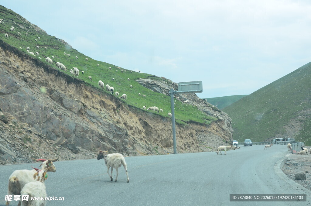 公路上漫步的几只山羊