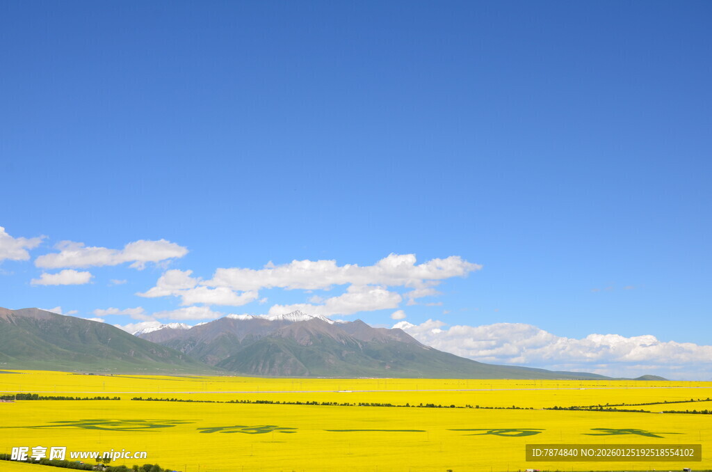 金黄油菜田与远处山峦蓝天