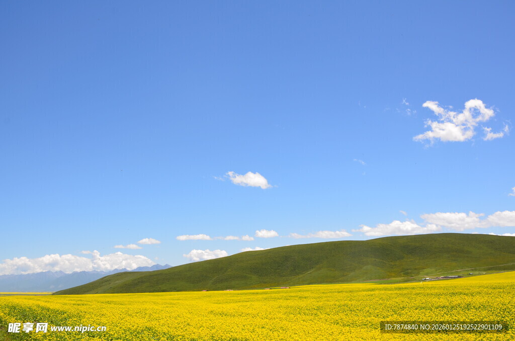 草原上的金黄花海与蓝天