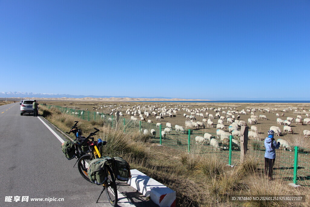 公路旁羊群与骑行者场景