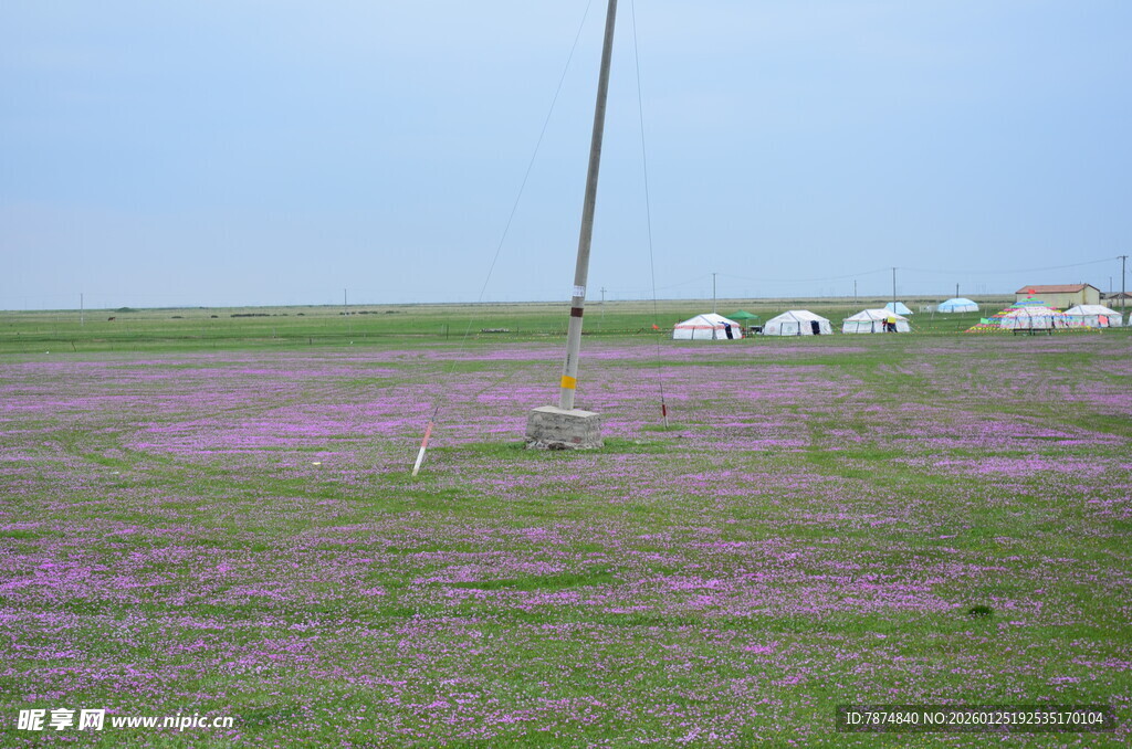 紫色花海中的草原风光