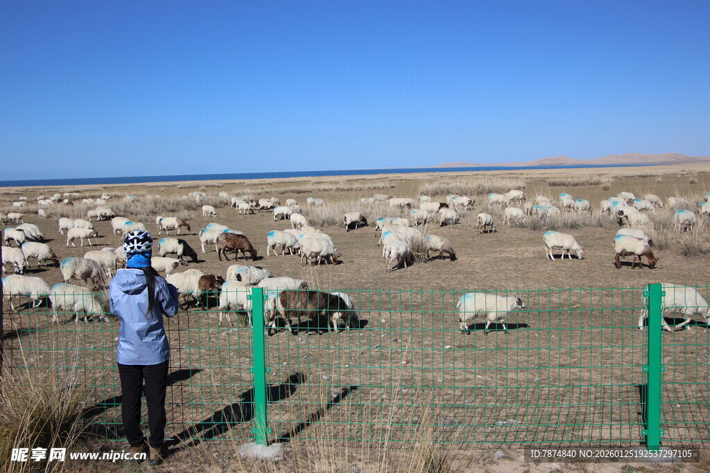 牧羊人田野间照看羊群