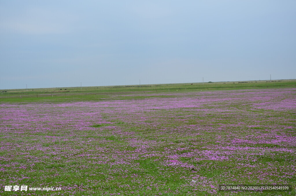 紫色花海 浪漫自然景致