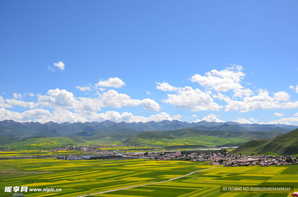 金黄油菜田与蓝天白云美景