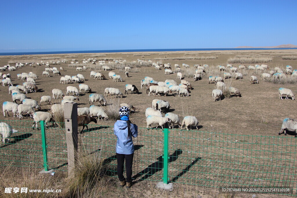草原牧人守护羊群