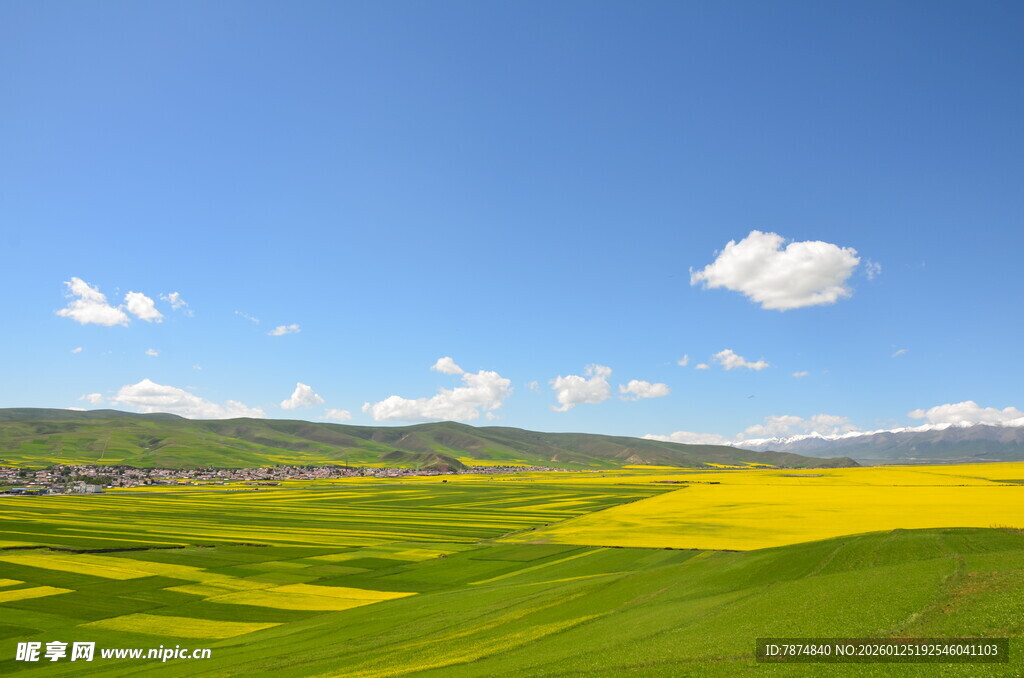 草原花海蓝天美丽风光