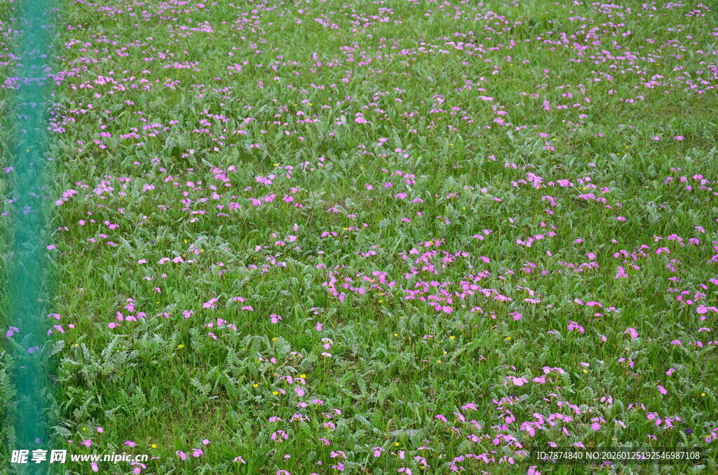 绿草间点缀的粉色小花