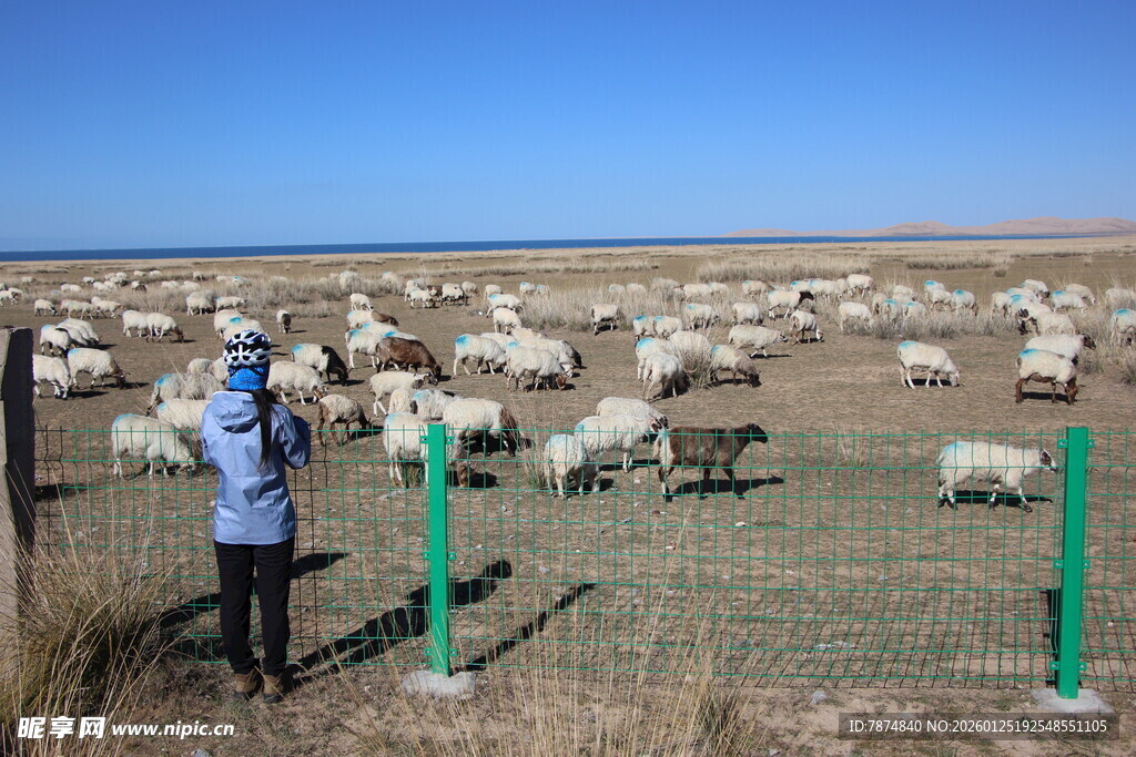 女子围栏旁观察羊群