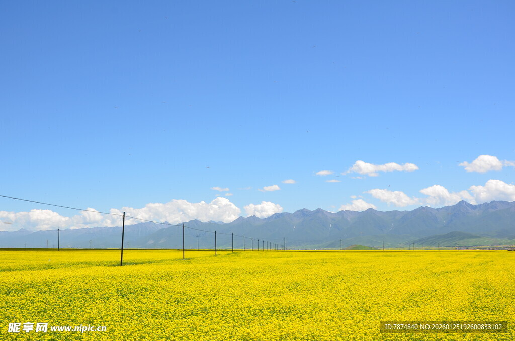 金黄油菜田与远山蓝天
